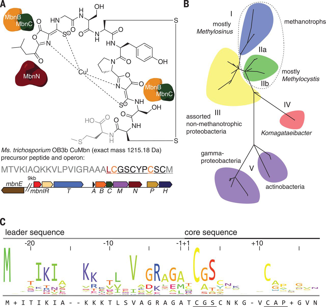 Mbn structure, operon organization, phylogeny, and precursor peptide sequence